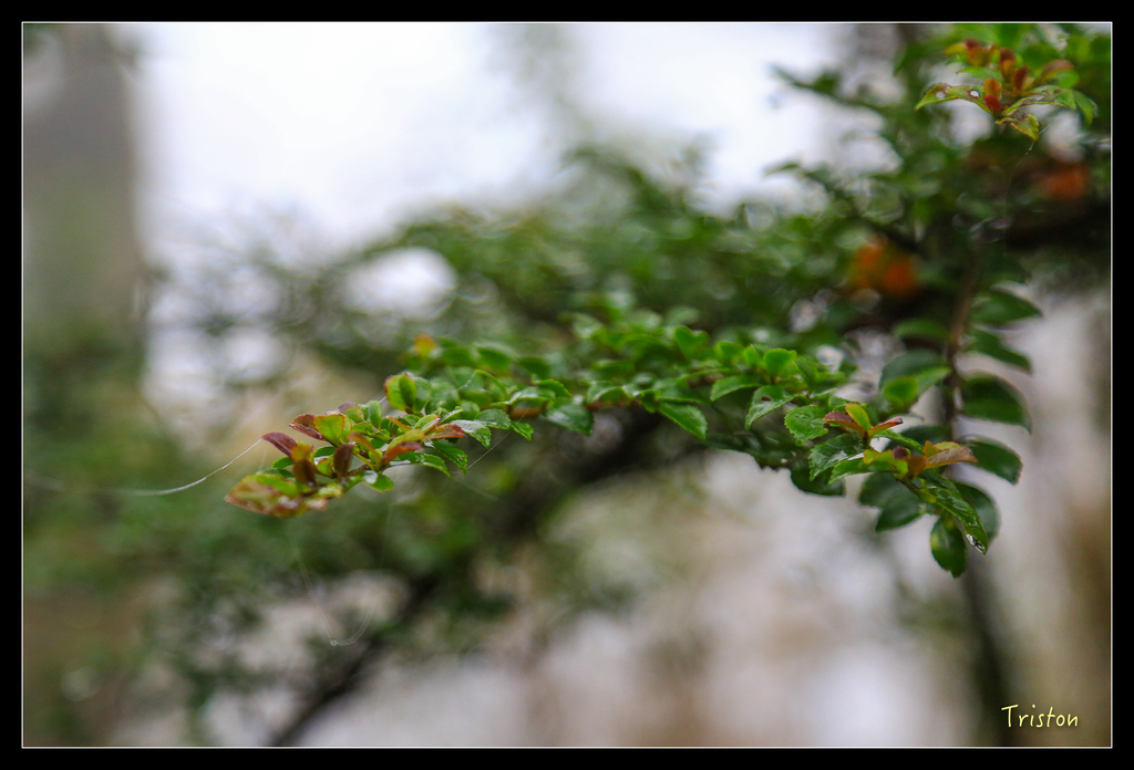 JH1A0184.jpg - 20151024~25 幾米公園、翠峰湖、翠峰山屋、望洋山步道、山毛櫸步道