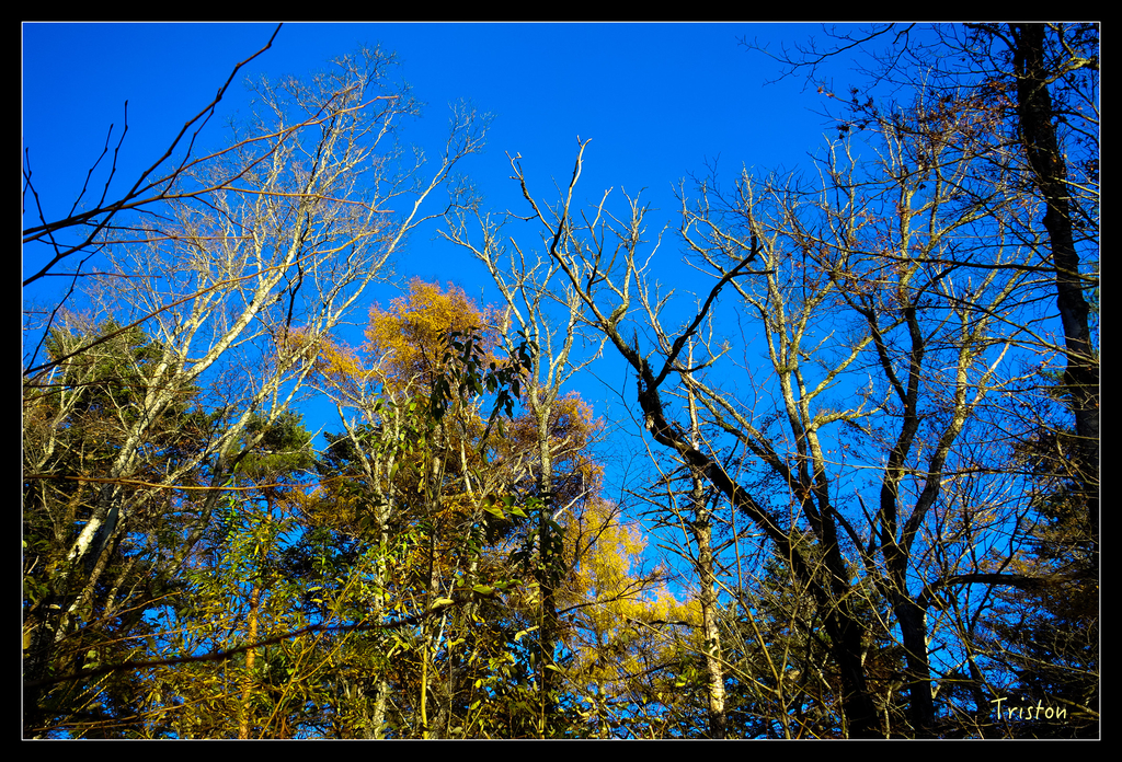 DSC00445.jpg - 20151031 秋天的童話-貴婦東京輕井澤紀行