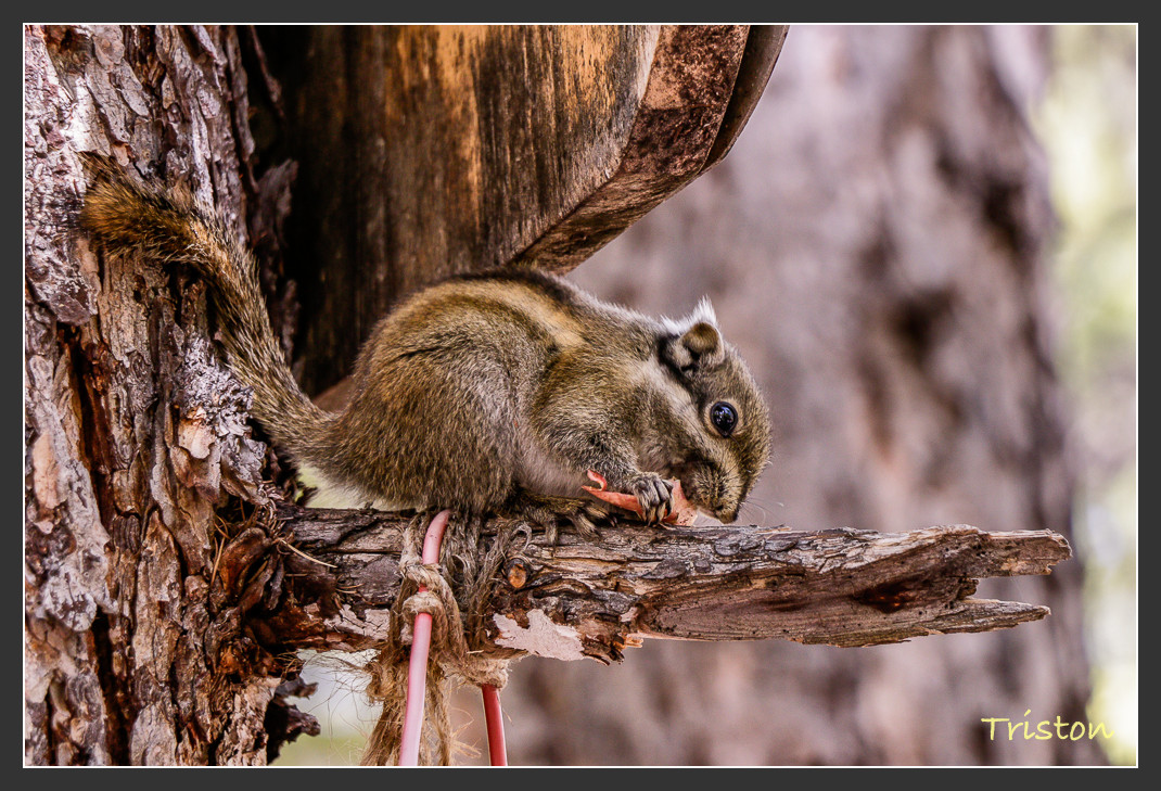 _MG_2132.jpg - 20161013 稻城亞丁