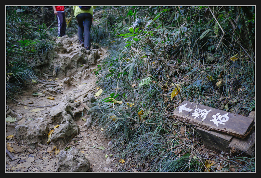 _MG_0038.jpg - 20170205 柴山盤榕雅座路線