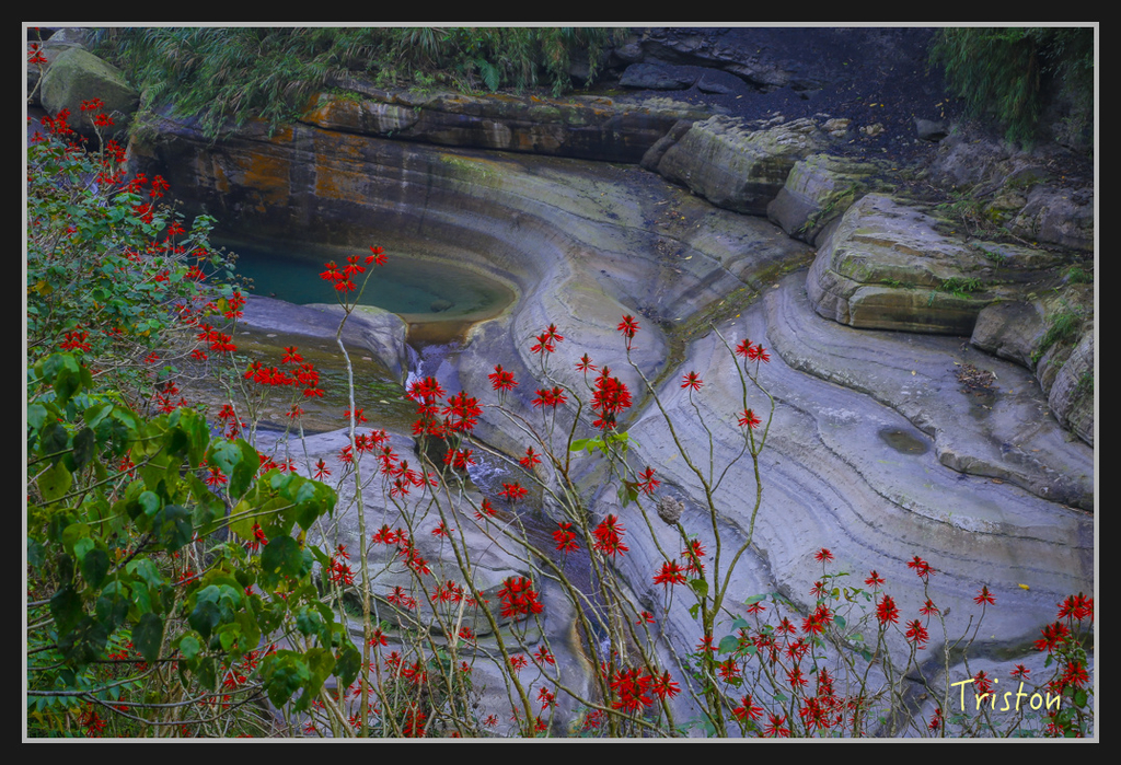 _H1A2446.jpg - 20170311 草嶺