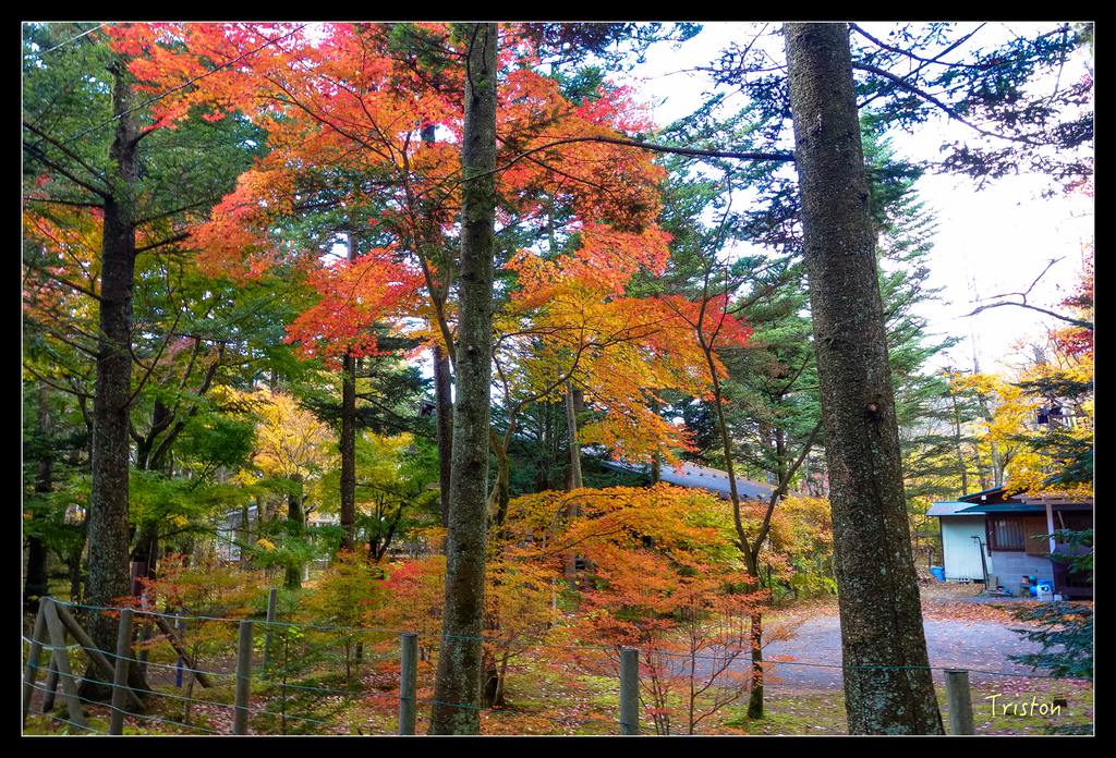 DSC00333.jpg - 20151031 秋天的童話-貴婦東京輕井澤紀行