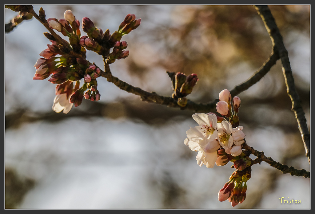 IMG_4133.jpg - 20160323 日本熊野古道健行