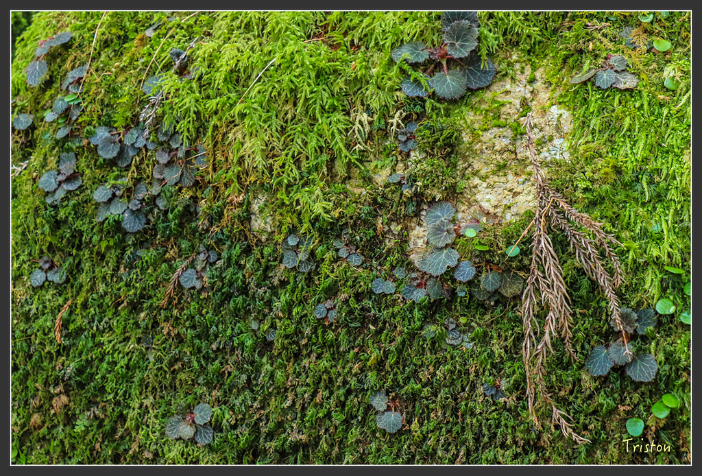 IMG_5377.jpg - 20160323 日本熊野古道健行