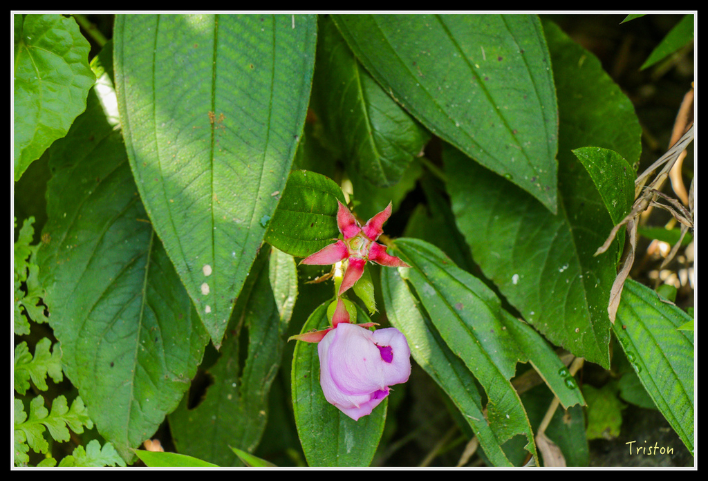 IMG_7264.jpg - 20160531 屏東笠頂山