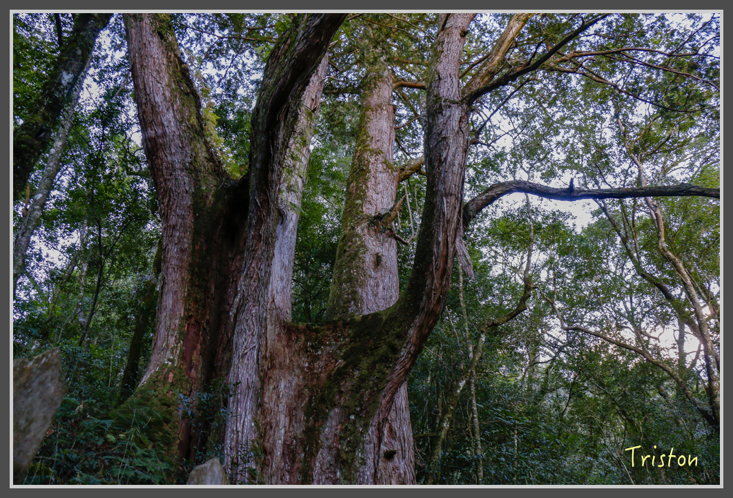 _MG_0258.jpg - 20161203 鎮西堡