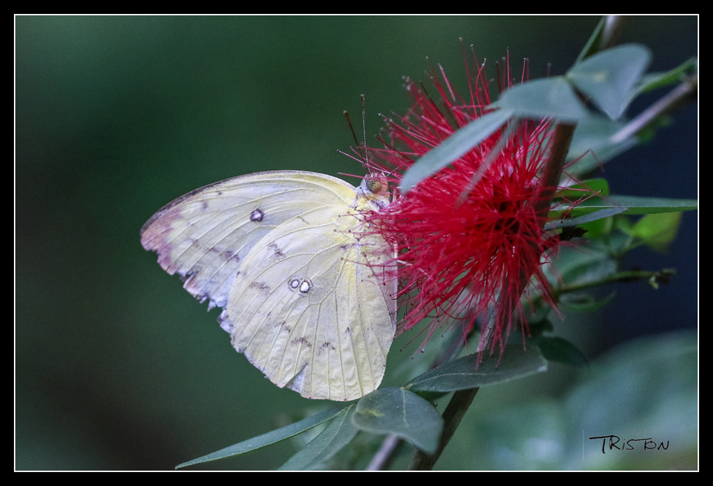 _MG_0309.jpg - 20170618 新化後山昆蟲微距