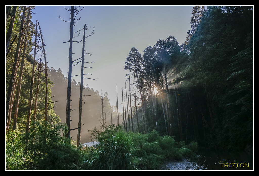 _MG_0245.jpg - 20170723 水漾森林