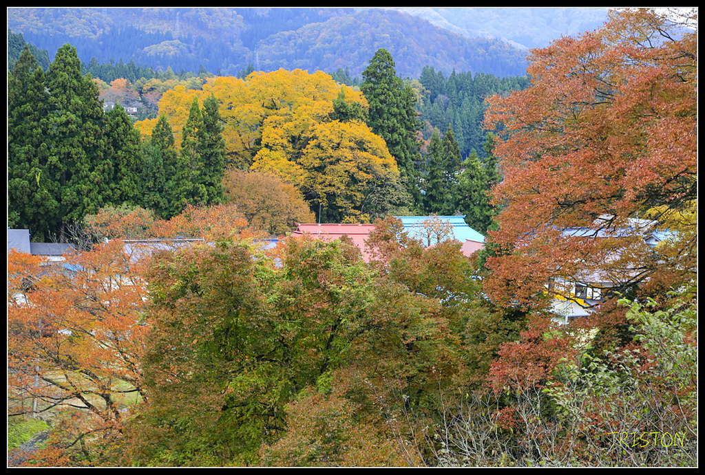 _H1A0627.jpg - 20171103 日本只見線、會津若松五色沼、昭和記念公園賞紅葉