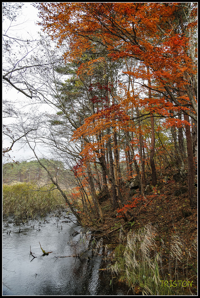 _H1A1204.jpg - 20171103 日本只見線、會津若松五色沼、昭和記念公園賞紅葉