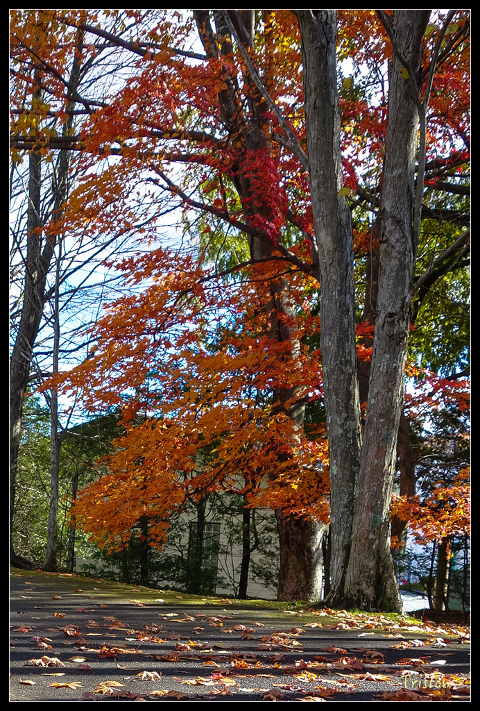 DSC00322.jpg - 20151031 秋天的童話-貴婦東京輕井澤紀行