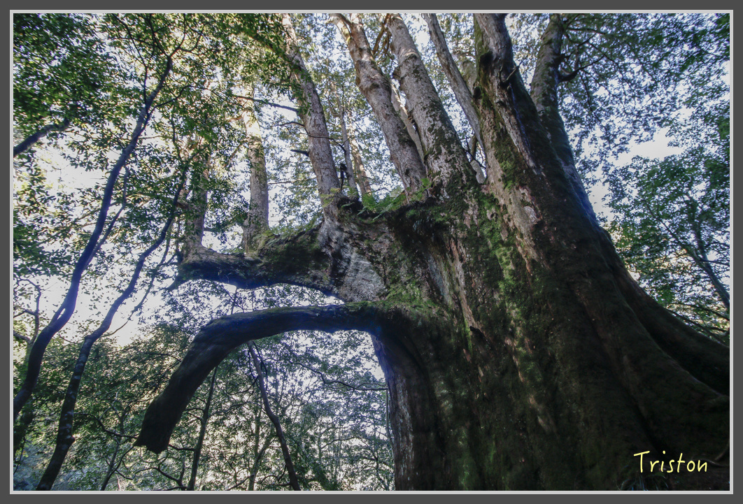 _MG_0280.jpg - 20161203 鎮西堡