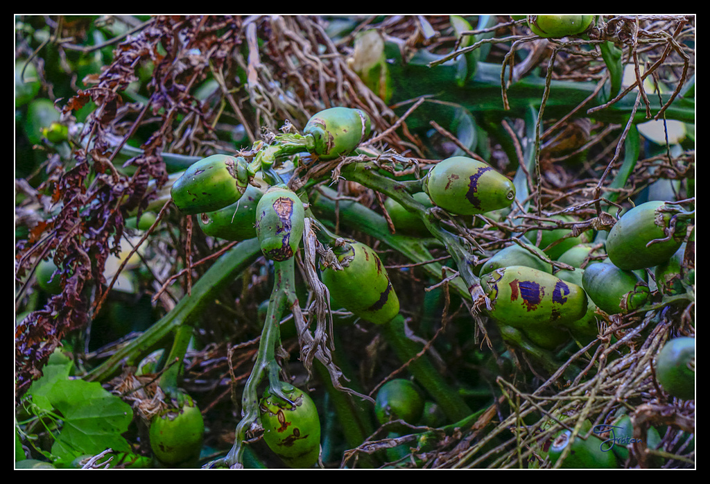 _MG_0031.jpg - 20170429 關仔嶺雞籠山