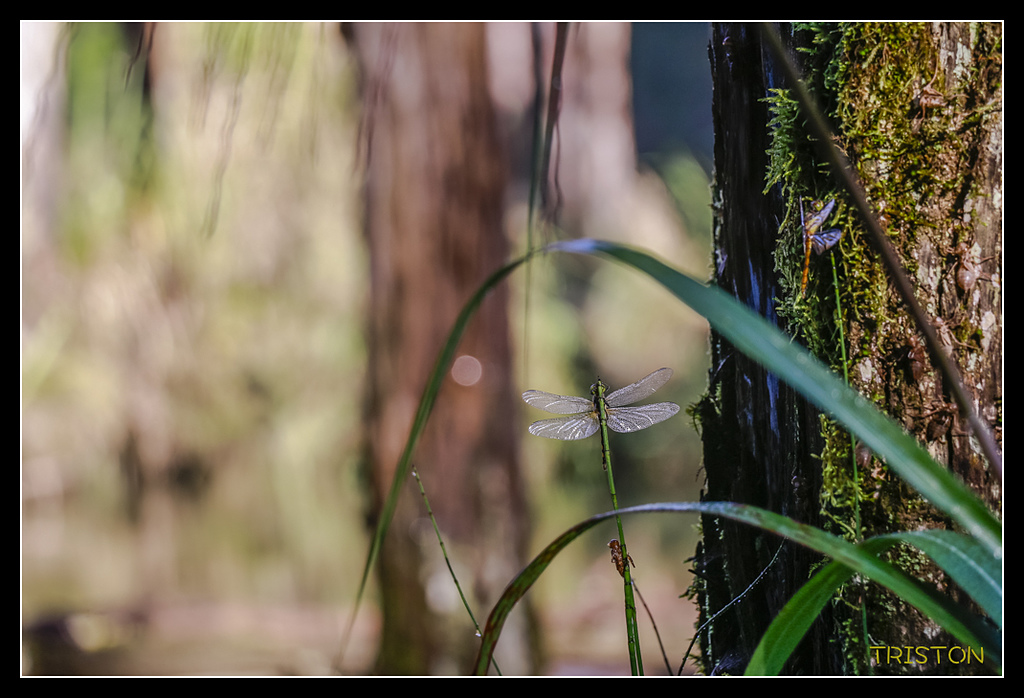 _MG_0298.jpg - 20170723 水漾森林