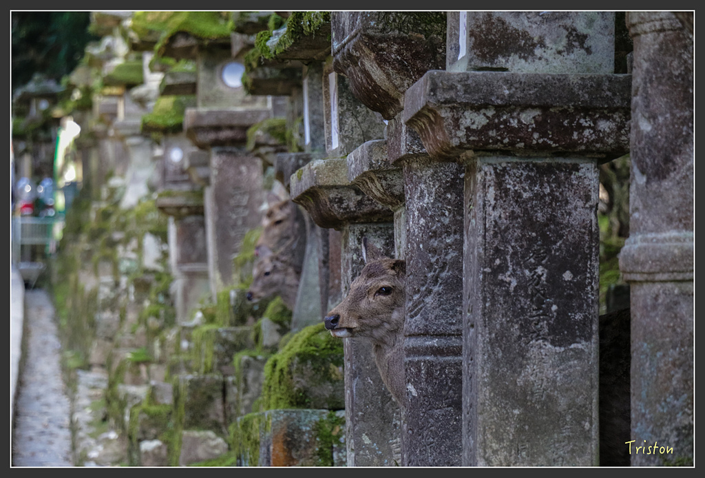 IMG_4044.jpg - 20160323 日本熊野古道健行