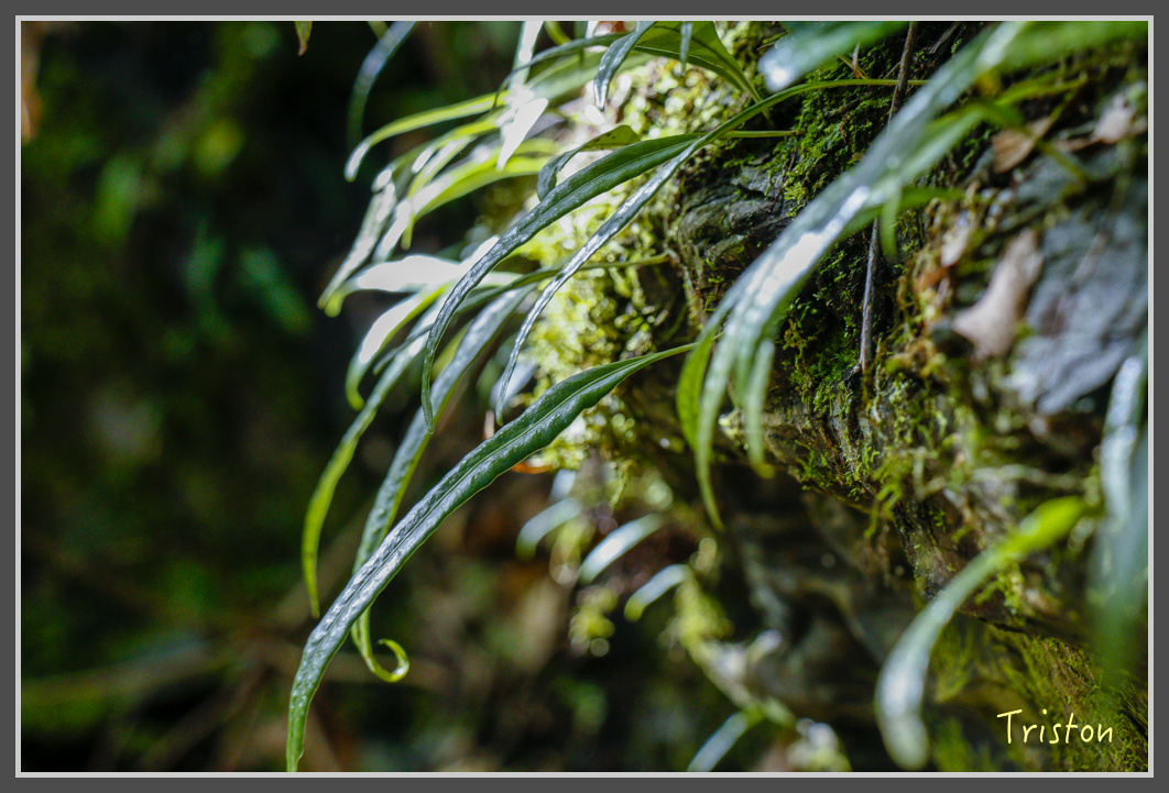 _MG_0402.jpg - 20161203 鎮西堡