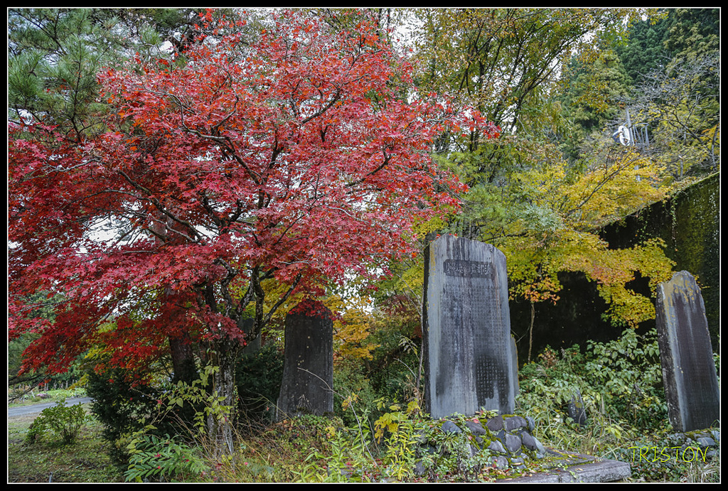 _H1A0663.jpg - 20171103 日本只見線、會津若松五色沼、昭和記念公園賞紅葉