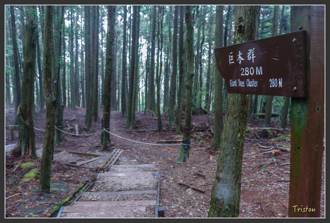 IMG_3266.jpg - 20160227 觀霧森林步道