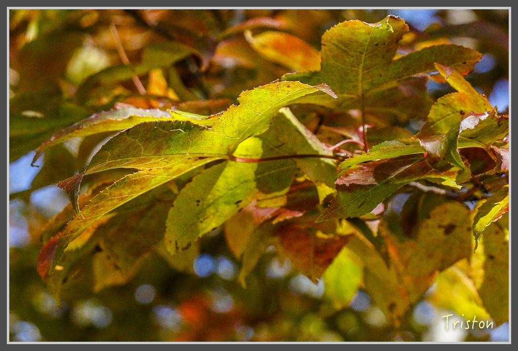 _MG_0411.jpg - 20161203 鎮西堡