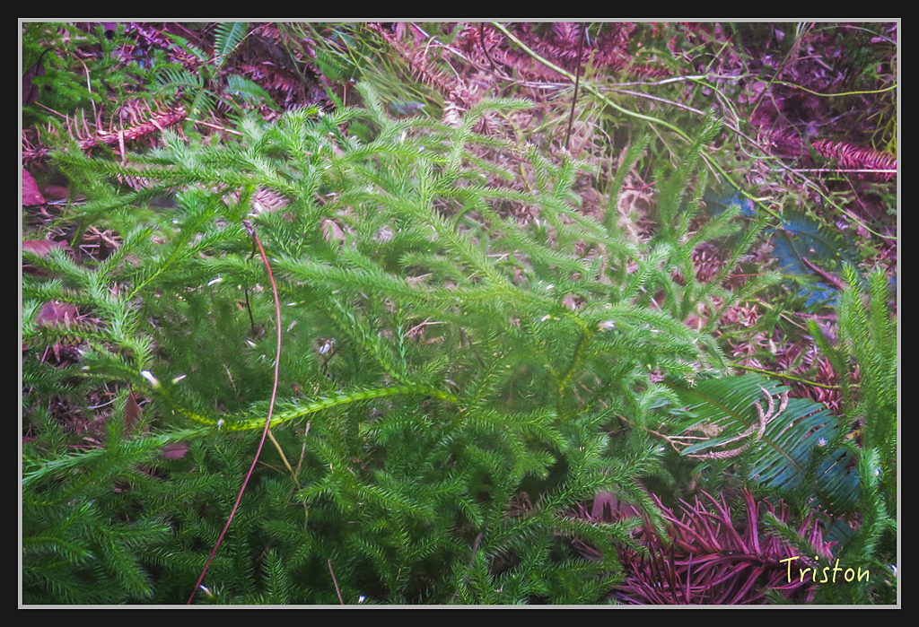 IMG_1450.jpg - 20170318 守關山、守城大山