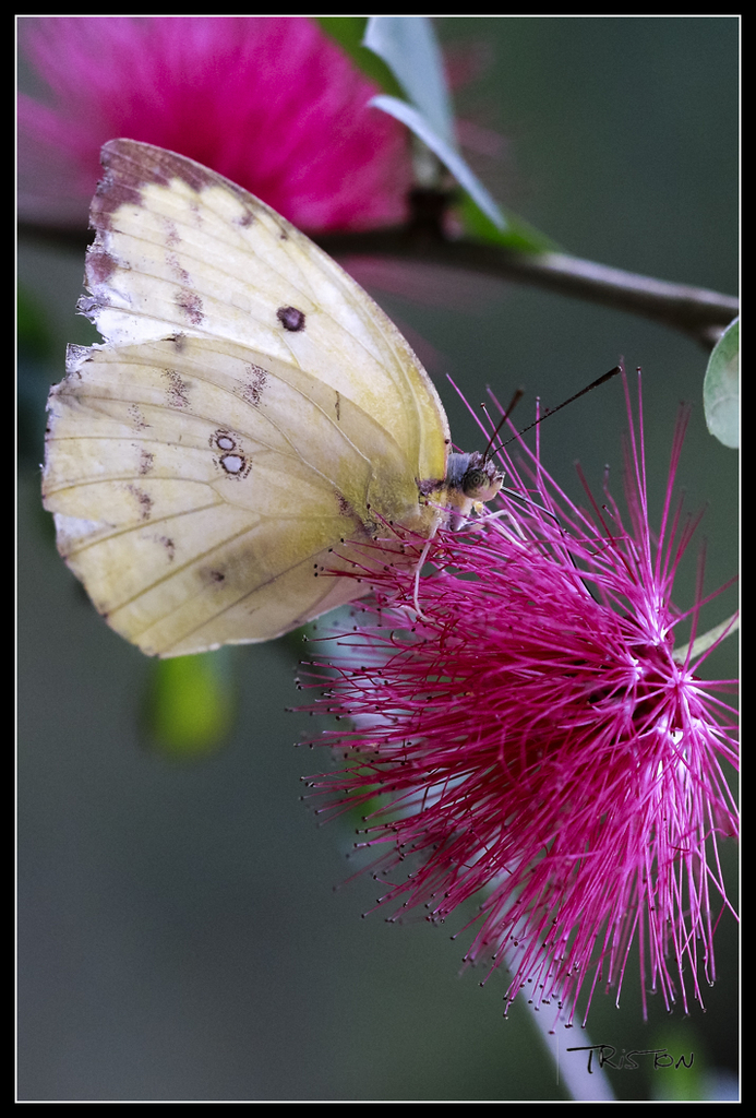 _MG_0331.jpg - 20170618 新化後山昆蟲微距