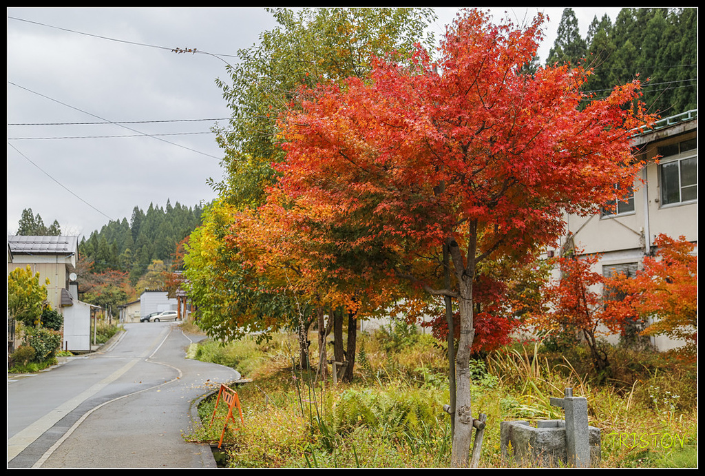 _H1A0750.jpg - 20171103 日本只見線、會津若松五色沼、昭和記念公園賞紅葉