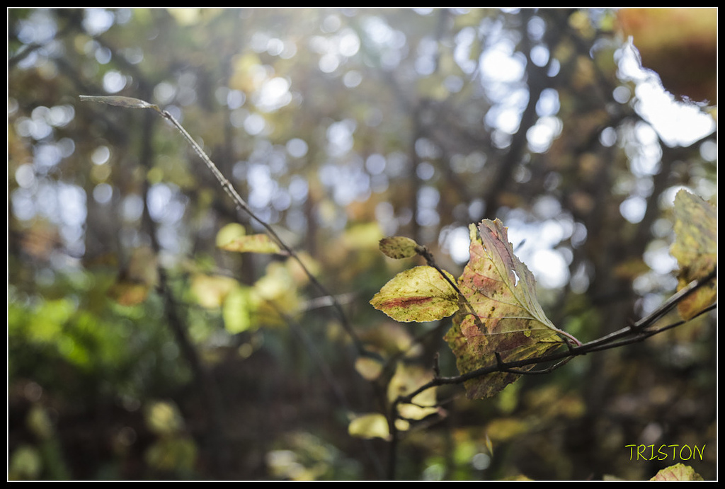 _H1A1263.jpg - 20171103 日本只見線、會津若松五色沼、昭和記念公園賞紅葉