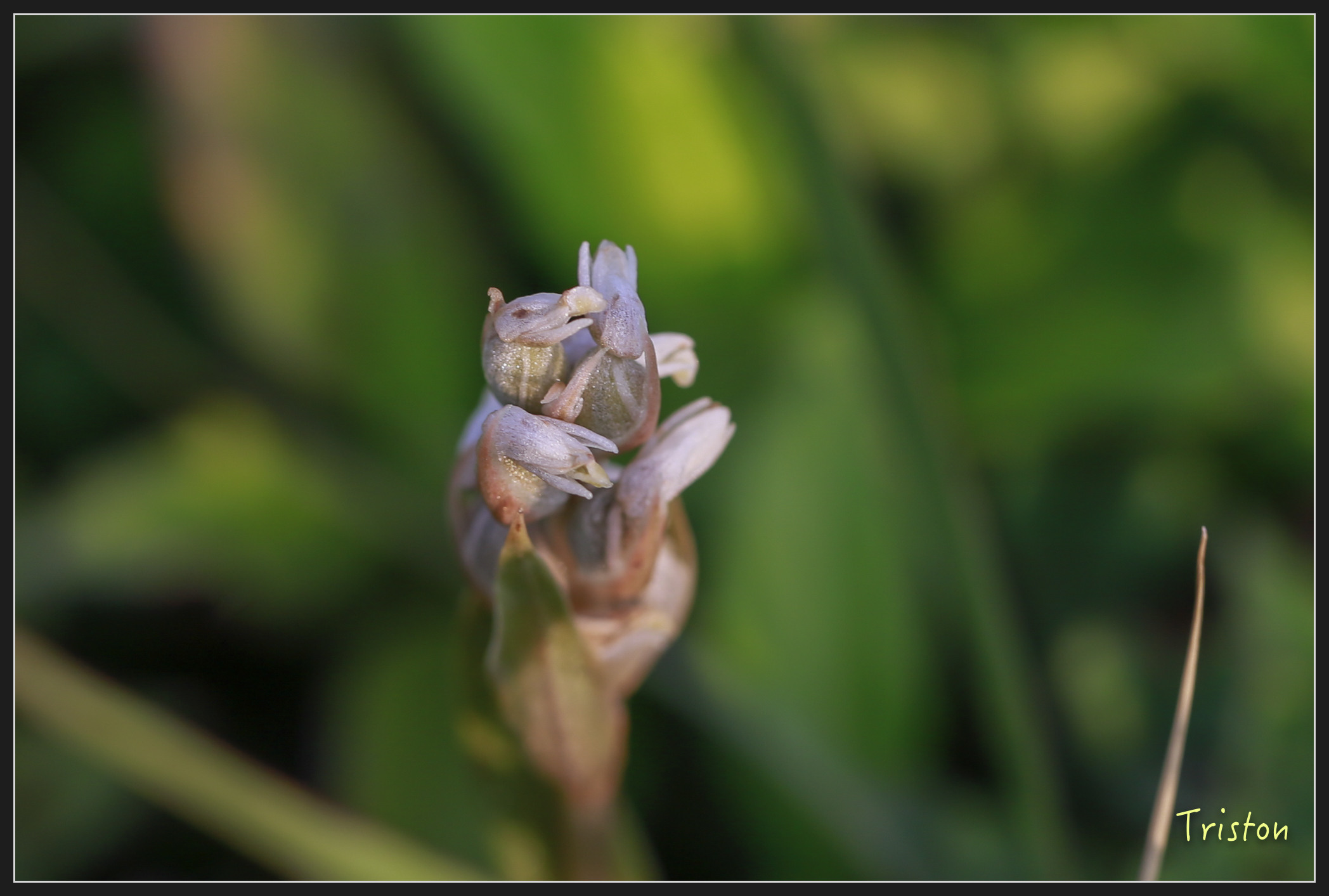 _h1a2039_40797994752_x.jpg - 20180316 巴克禮公園 綬草