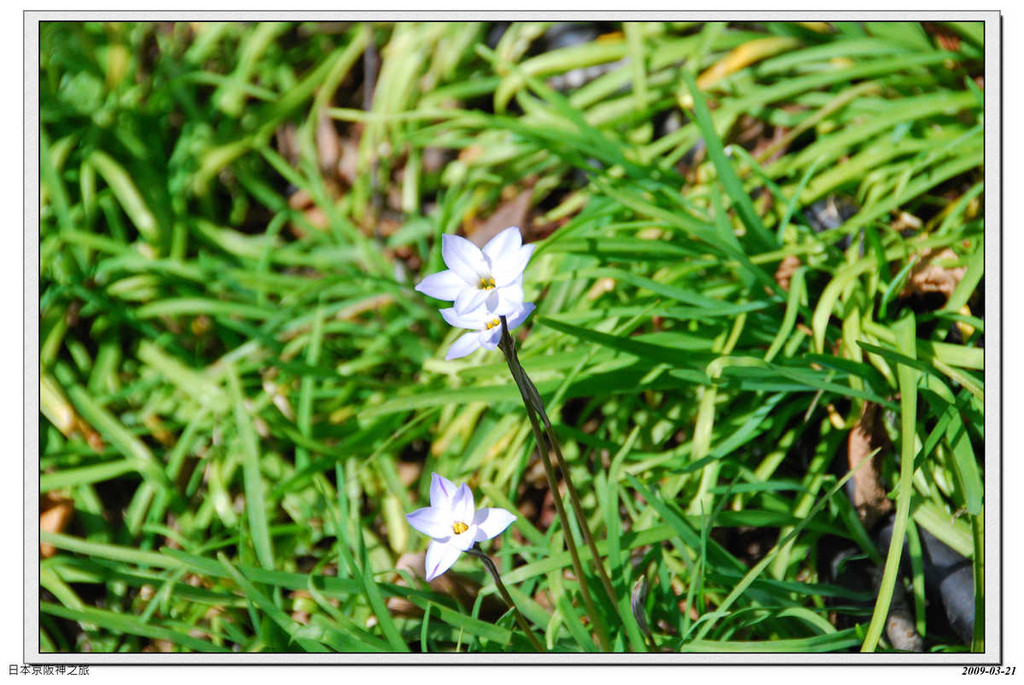 2009-03-21-11_16_31.jpg - 20090320 日本京阪神之旅