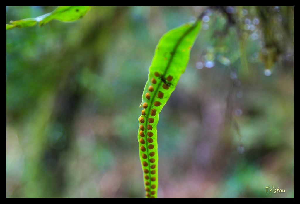 JH1A0230.jpg - 20151024~25 幾米公園、翠峰湖、翠峰山屋、望洋山步道、山毛櫸步道
