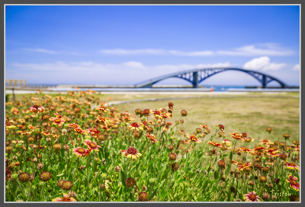 _H1A0263.jpg - 20160701 澎湖