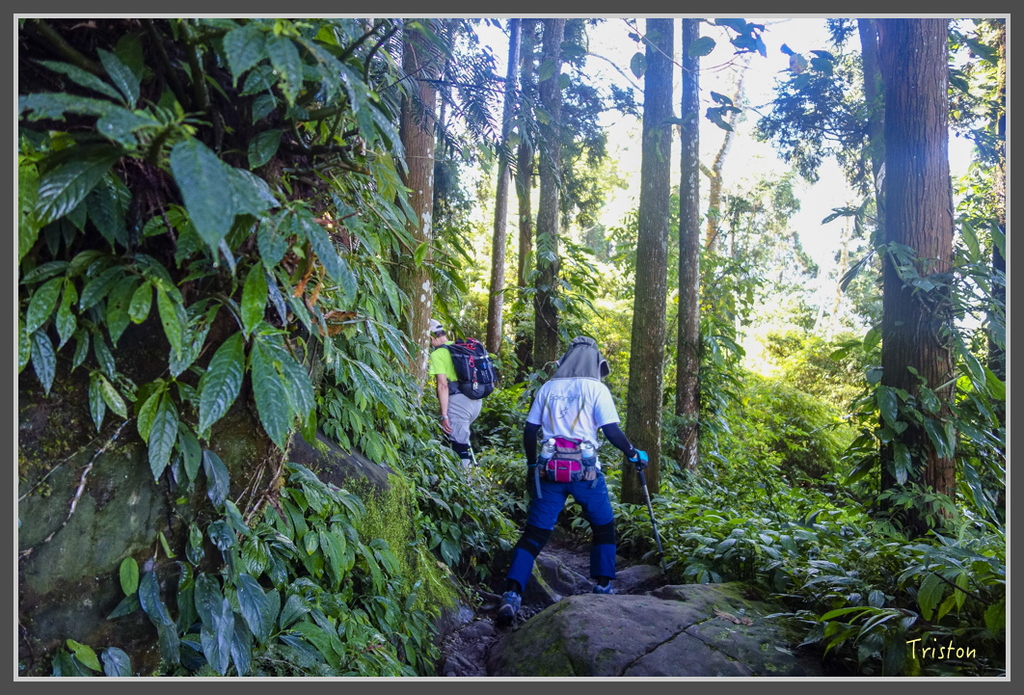 DSC00759.jpg - 20160924 溪頭台寅山