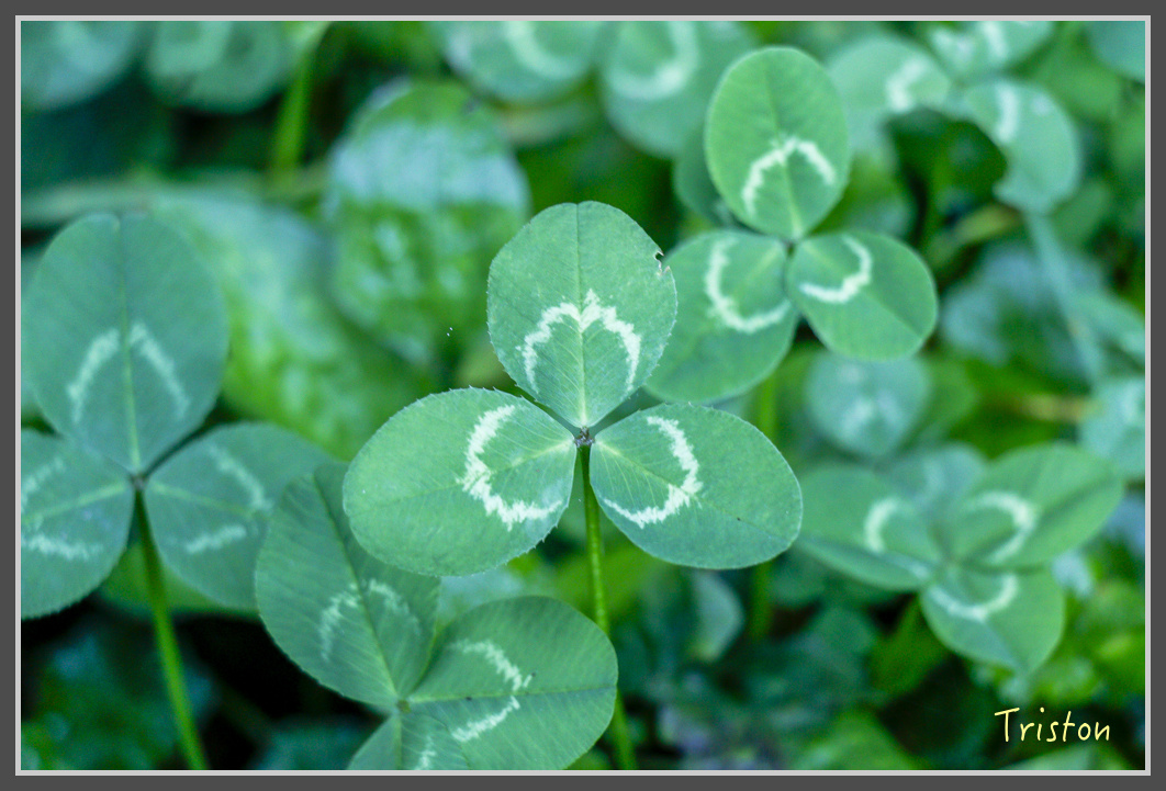 _MG_0436.jpg - 20161203 鎮西堡