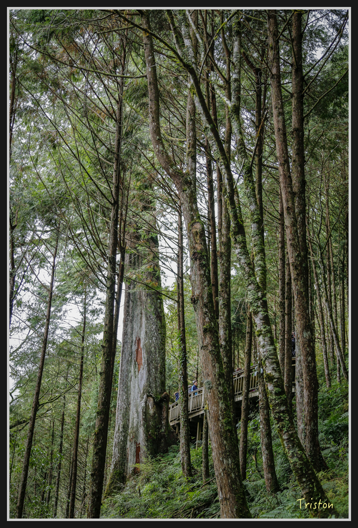 0078.jpg - 20161231 明池 神木園