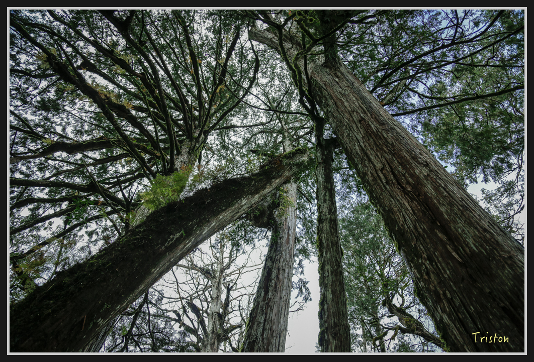 00118.jpg - 20161231 明池 神木園