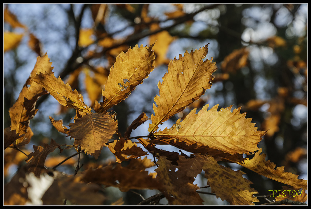 _H1A1286.jpg - 20171103 日本只見線、會津若松五色沼、昭和記念公園賞紅葉