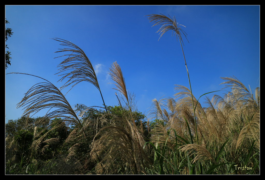 IMG_0523.jpg - 20151107 富士坪古道