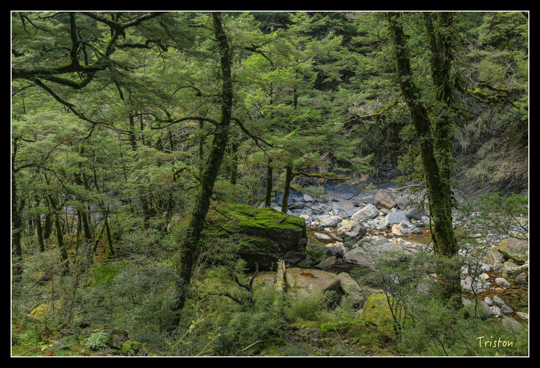 JH1A0809.jpg - 20151205 合歡溪步道、108K楓之谷