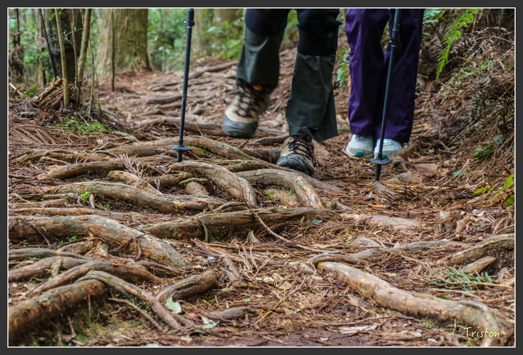 IMG_3444.jpg - 20160227 觀霧森林步道