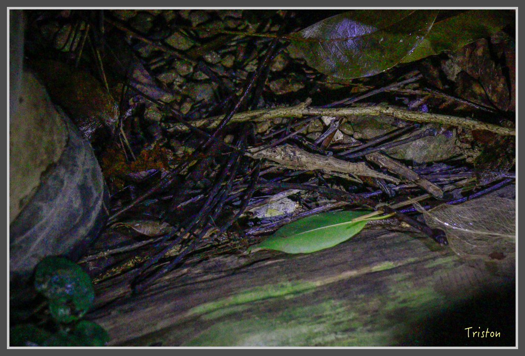 _MG_9345.jpg - 20160717 峰老師夜觀