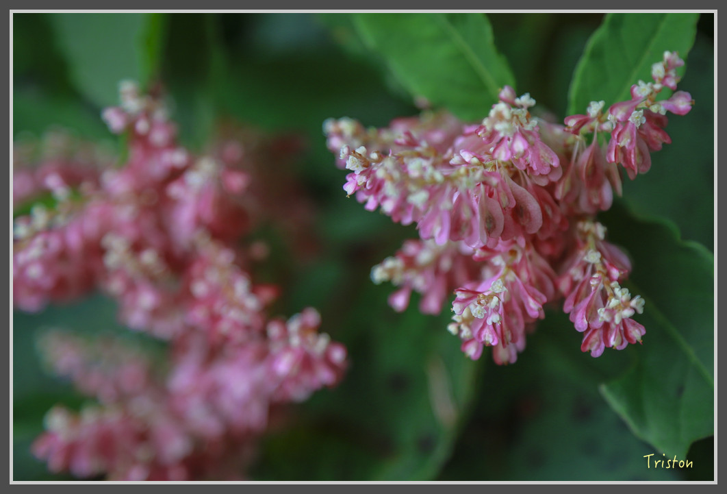 JH1A0149.jpg - 20160806 小奇萊步道、清境國小