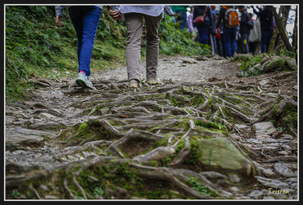 00120.jpg - 20161231 明池 神木園