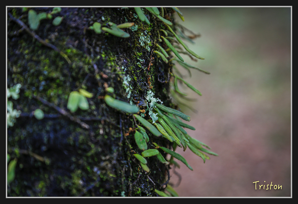 _H1A2226.jpg - 20170212 武界 萬大電廠 奧萬大