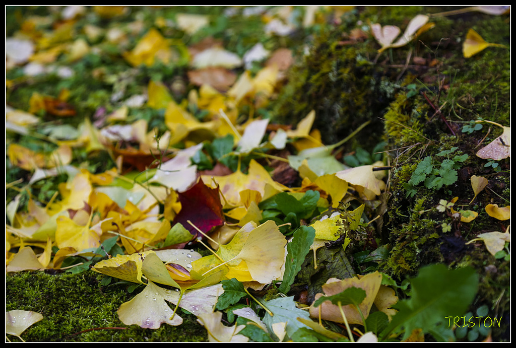 _H1A0718.jpg - 20171103 日本只見線、會津若松五色沼、昭和記念公園賞紅葉