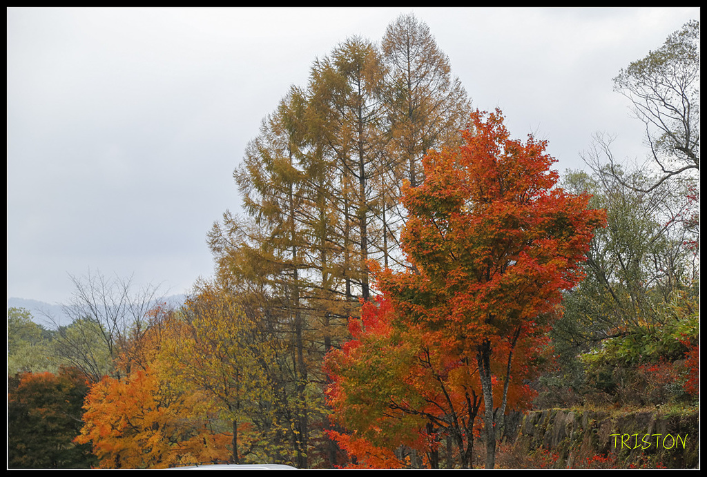 _H1A1137.jpg - 20171103 日本只見線、會津若松五色沼、昭和記念公園賞紅葉