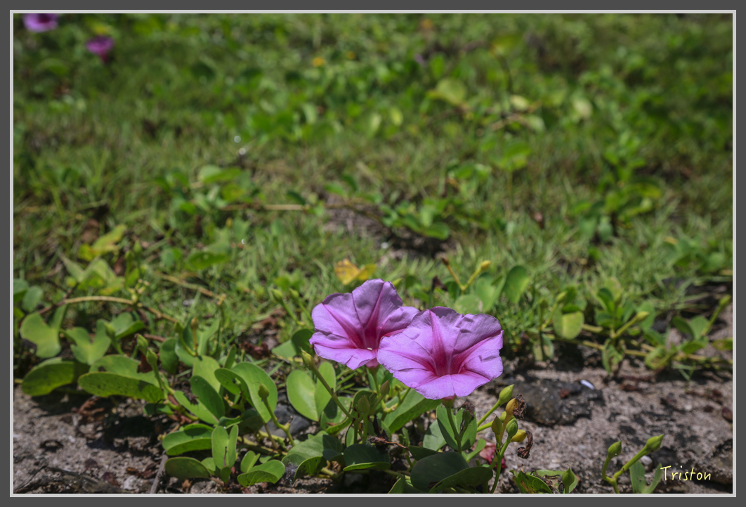 JH1A1479.jpg - 20160701 澎湖