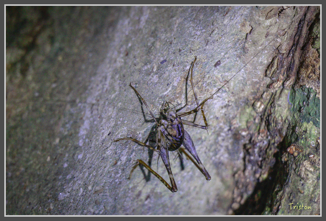 _MG_9355.jpg - 20160717 峰老師夜觀