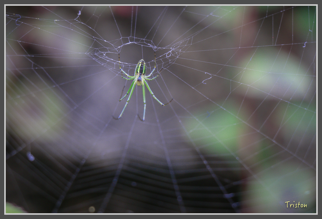 _MG_9479.jpg - 20160724 奮起湖阿里山森鐵一日遊