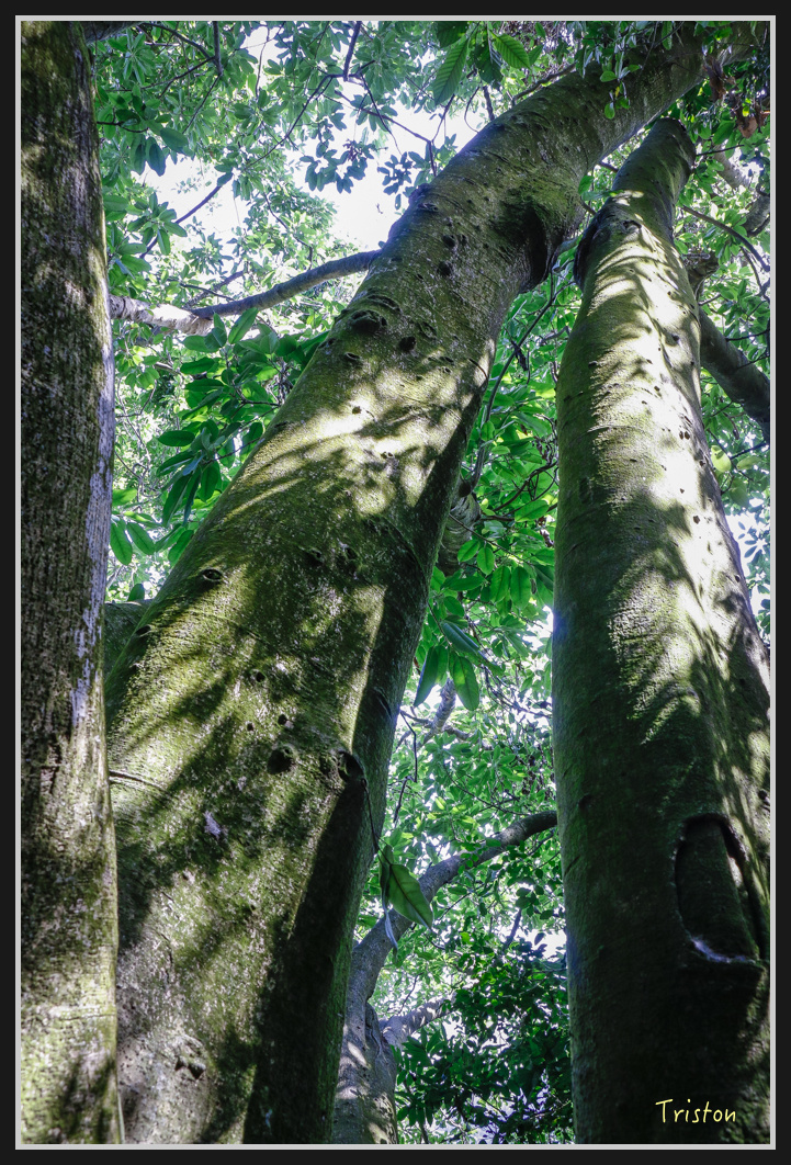 _MG_0568.jpg - 201161217 旗靈縱走