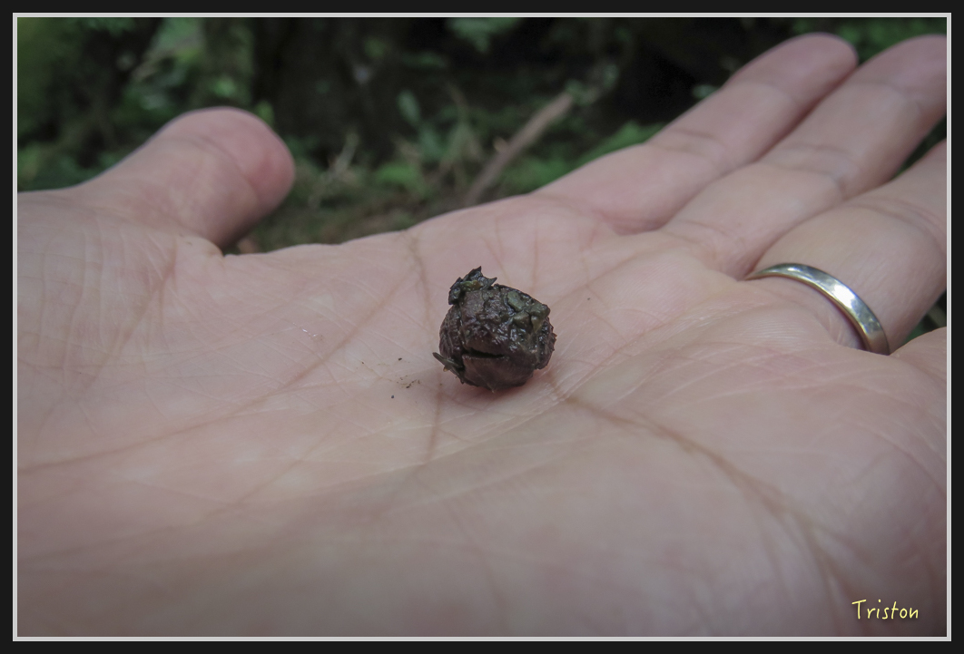 00122.jpg - 20161231 明池 神木園